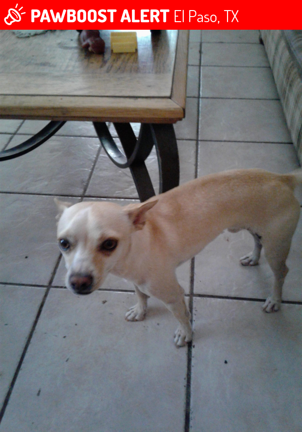 Found/Stray Male Dog in El Paso, TX 79912 (ID: 4688039 ...