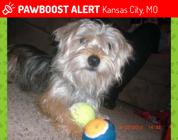 Lost Male Dog in Kansas City, MO 64119 Named Scruffy (ID: 4677329