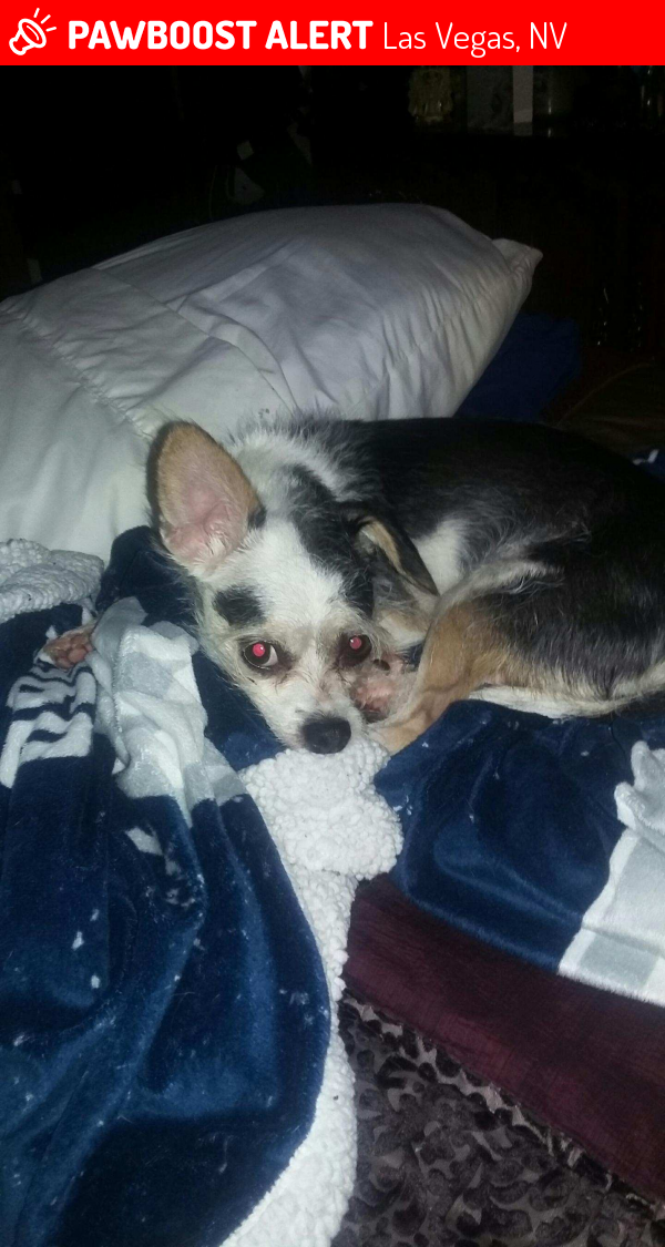 Lost Female Dog in Las Vegas, NV 89120 Named Pebbles (ID: 4688509