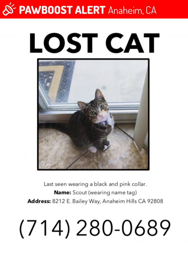 Lost Female Cat in Anaheim, CA 92808 Named Scout (ID: 4689562) | PawBoost