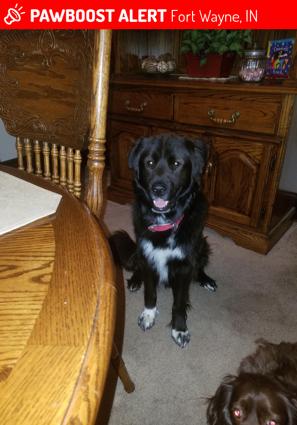 Lost Male Dog in Fort Wayne, IN 46805 Named Kratas (ID: 4689612) | PawBoost