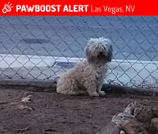 Found/Stray Female Dog in Las Vegas, NV 89156 (ID 4690626) PawBoost