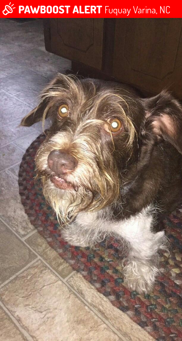Found/Stray Male Dog in Fuquay Varina, NC 27526 (ID 4690712) PawBoost