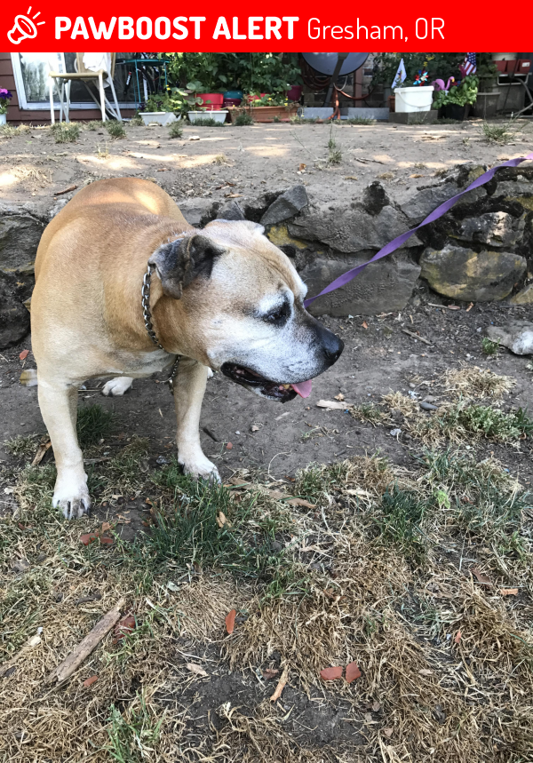 Surrendered Male Dog in Gresham, OR 97030 (ID 4690728) PawBoost