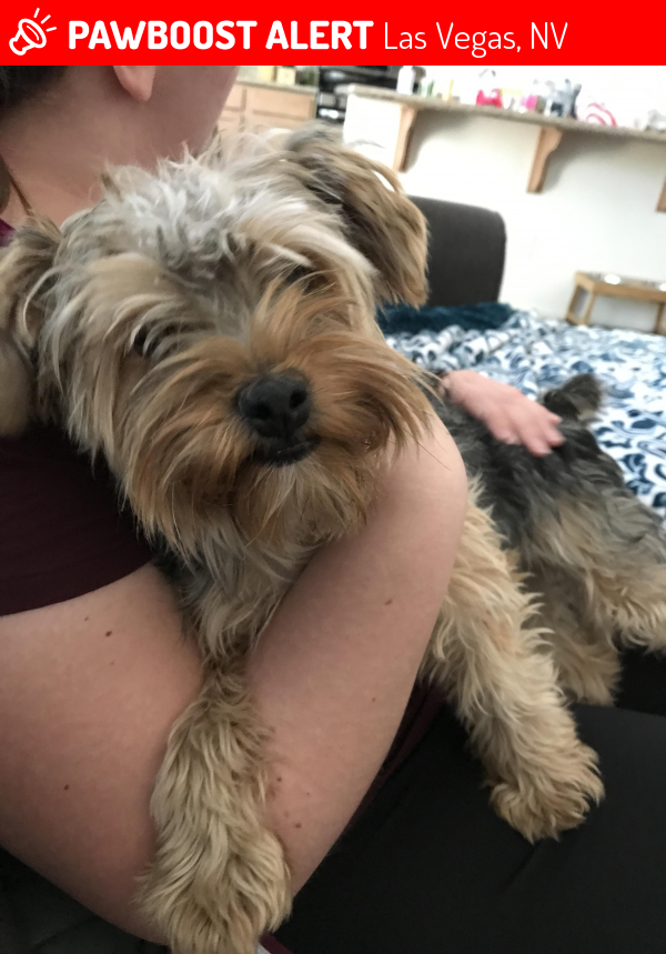 Rehomed Female Dog in Las Vegas, NV 89166 (ID 4690809) PawBoost