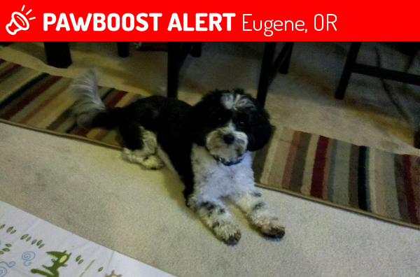 Lost Male Dog in Eugene, OR 97402 Named Max (ID: 4690808 ...