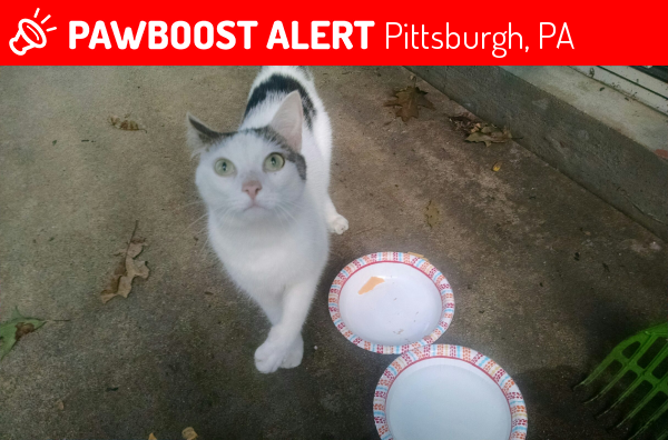 Found/Stray Cat in Pittsburgh, PA 15236 (ID: 4691388 ...