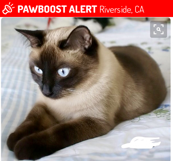 Lost Female Cat in Riverside, CA 92506 Named Bitsy (ID 4692108) PawBoost