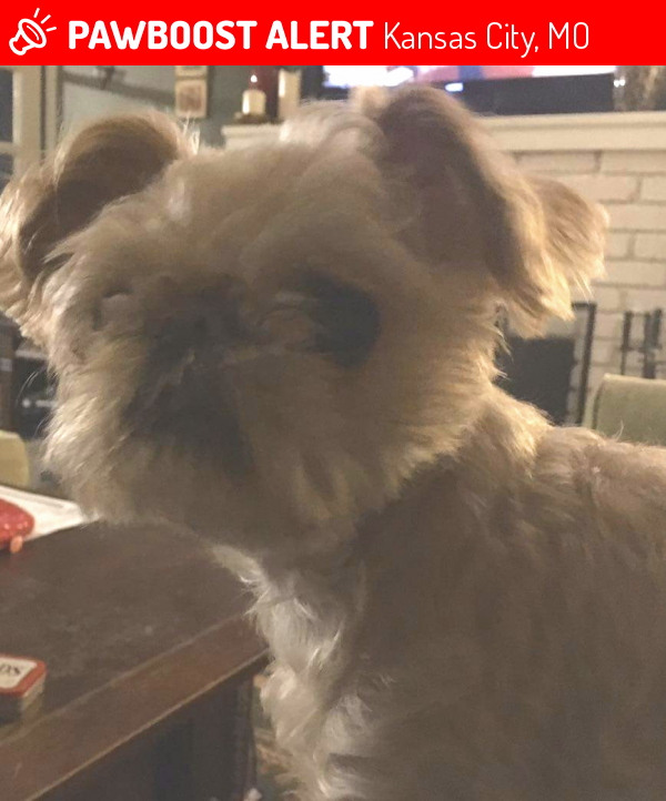 Lost Female Dog in Kansas City, MO 64116 Named Breezy (ID: 4692351