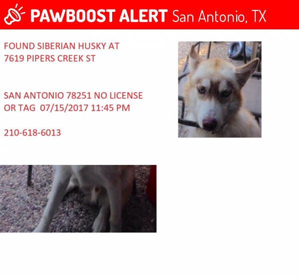 Found/Stray Male Dog in San Antonio, TX 78251 (ID 4692390) PawBoost
