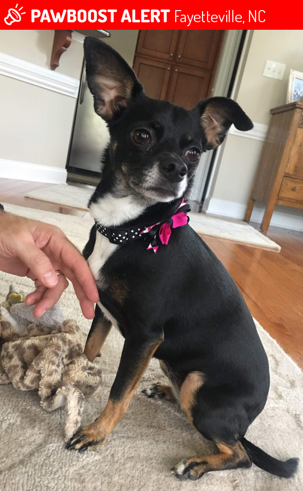 Found/Stray Female Dog in Fayetteville, NC 28303 (ID 4692654) PawBoost