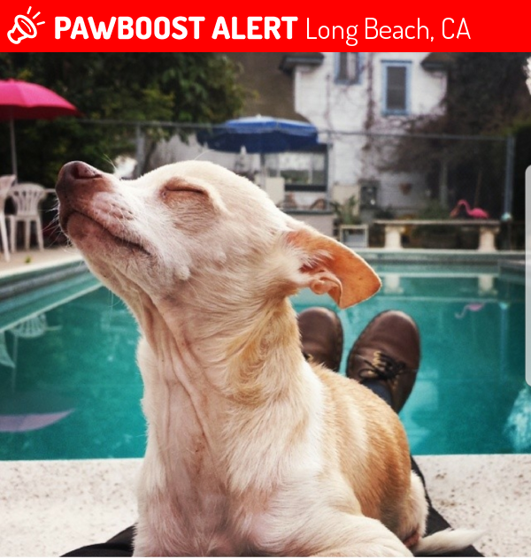 Lost Male Dog in Long Beach, CA 90805 Named Che (ID: 4694051) | PawBoost