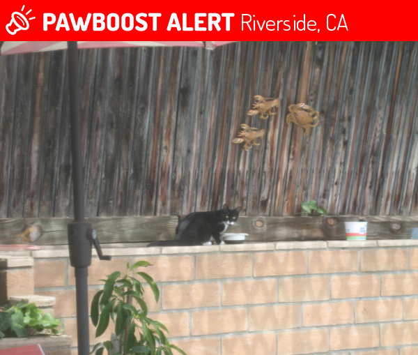 Found/Stray Cat in Riverside, CA 92503 (ID 4694599) PawBoost