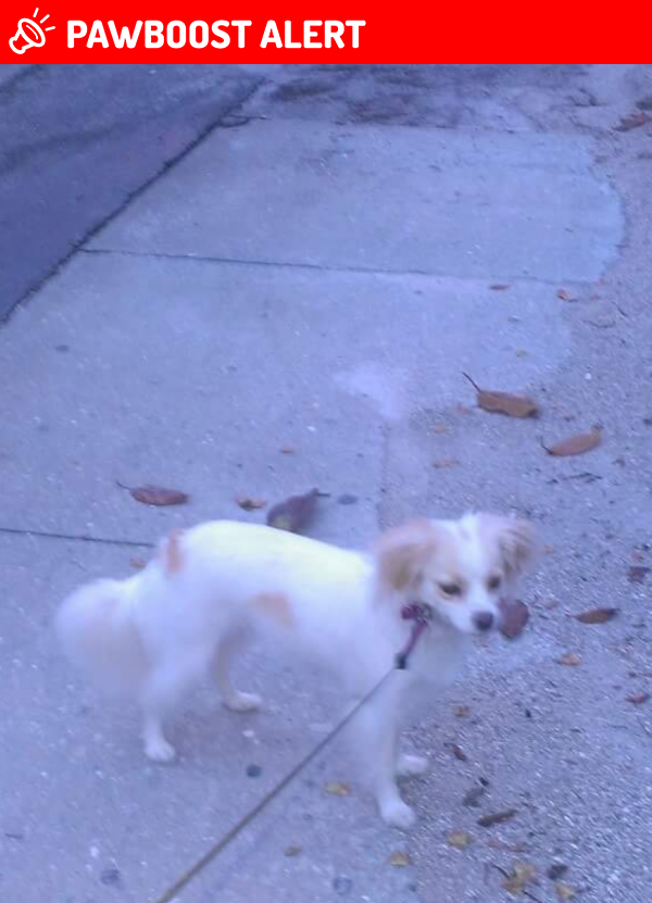 Lost Female Dog in North Fort Myers, FL 33905 Named Zoey (ID: 4695251