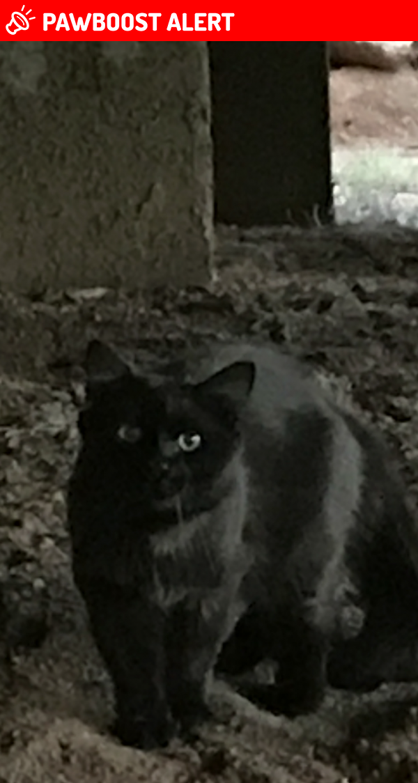 Found Stray Cat In Colorado Springs CO 80919 ID 4696279 PawBoost found-stray-cat-in-colorado-springs-co-80919-id-4696279-pawboost