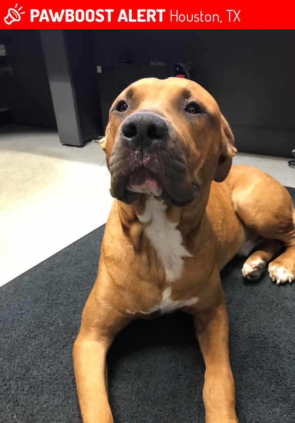 Rehomed Male Dog in Houston, TX 77038 (ID 4696809) PawBoost