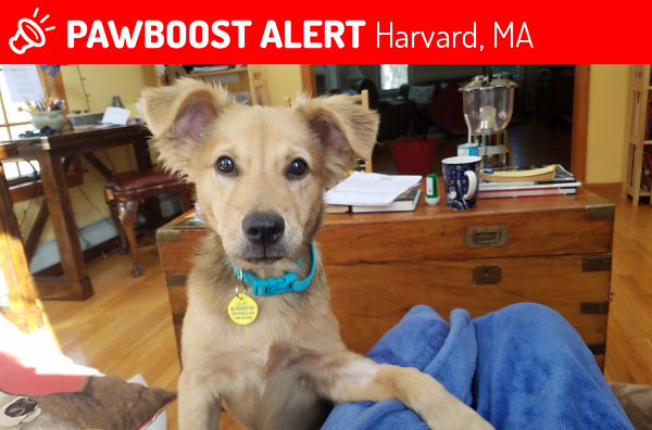 Lost Male Dog in Harvard, MA 01451 Named Bailey (ID: 4696826) | PawBoost