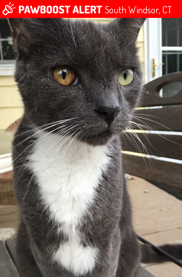 Lost Male Cat in South Windsor, CT 06074 Named Kitty/ Dave (ID 4696957