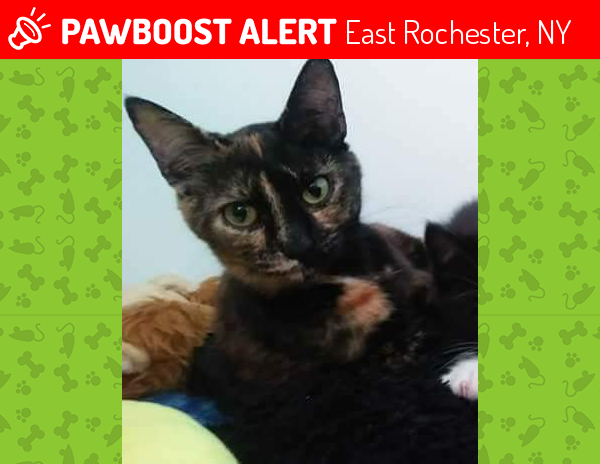 Lost Female Cat  in East Rochester  NY  14445 Named Mazda 