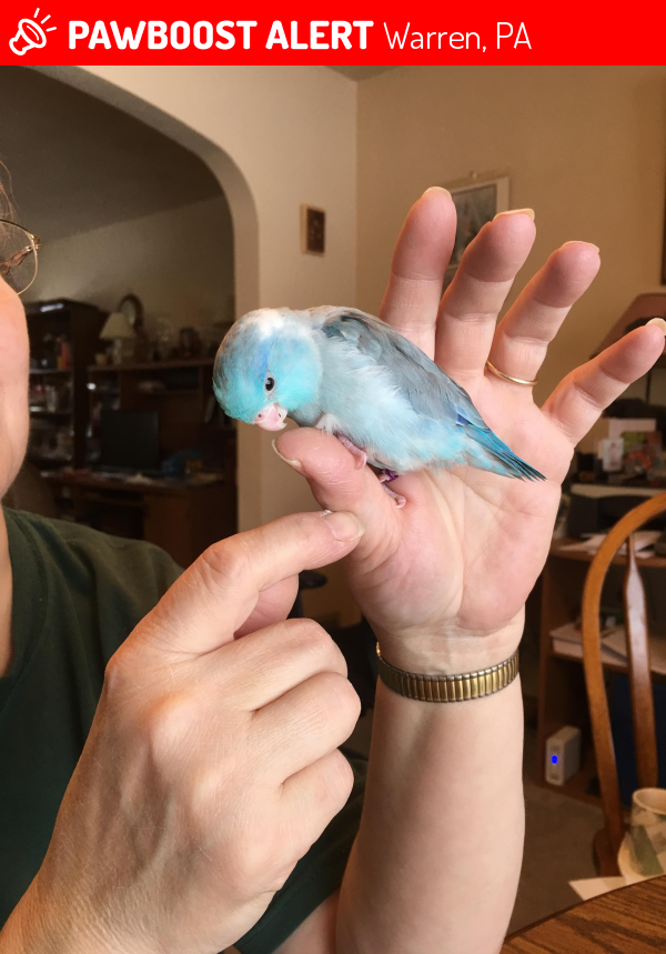 Lost Bird in Warren, PA 16365