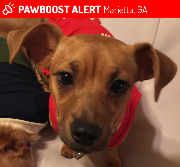 Lost Female Dog in Marietta, GA 30008 Named Claudia (ID: 4698143