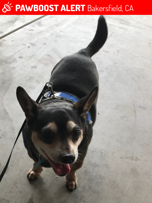 Lost Male Dog in Bakersfield, CA 93306 Named Chiquito (ID: 4698859