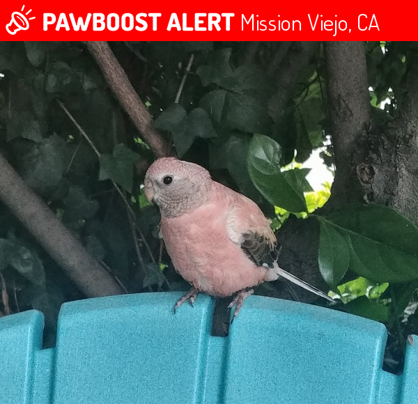 Rehomed Bird in Mission Viejo, CA 92691 (ID 4699268) PawBoost