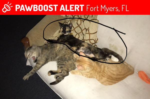 Lost Female Cat in Fort Myers, FL 33901 Named Wiki (ID 4699339) PawBoost