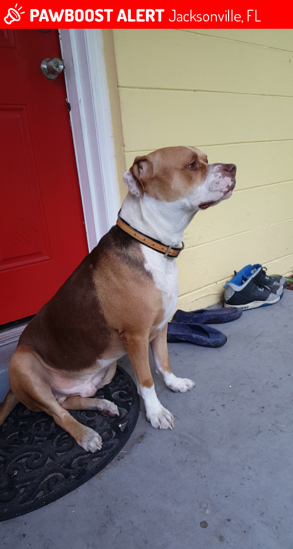Lost Male Dog in Jacksonville, FL 32254 Named Guinness (ID 4699425