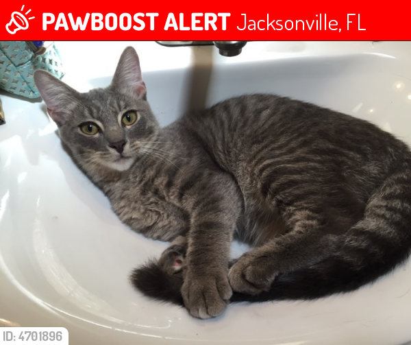 Lost Male Cat in Jacksonville, FL 32225 Named Obi (ID 4701896) PawBoost