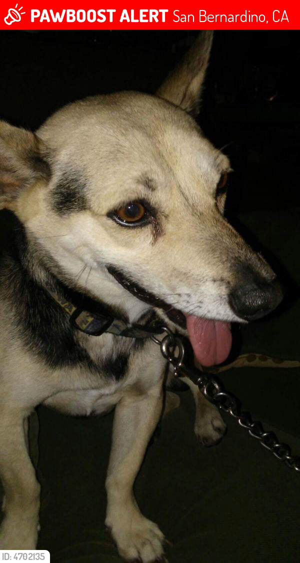 Lost Male Dog in San Bernardino, CA 92407 Named Wapo (ID: 4702135