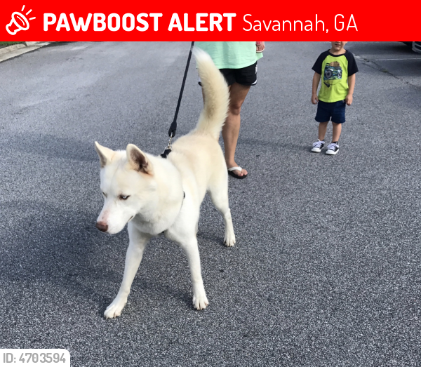 Found/Stray Male Dog in Savannah, GA 31405 (ID 4703594) PawBoost