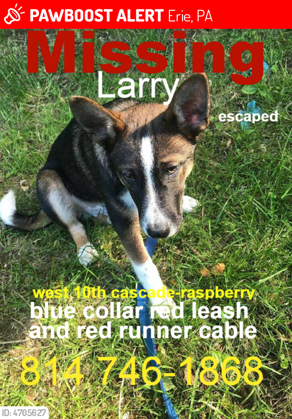 Lost Male Dog in Erie, PA 16502 Named Larry (ID: 4705627) | PawBoost