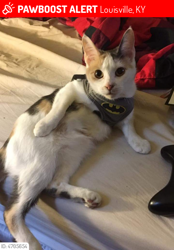 Lost Female Cat in Louisville, KY 40219 Named Mallyumkin (ID 4705654