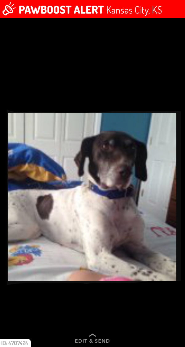 Lost Female Dog in Kansas City, KS 66109 Named Jordey (ID: 4707424