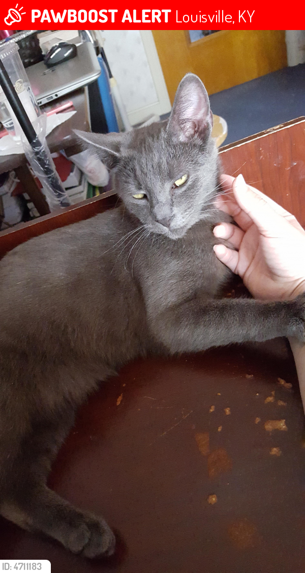 Cats For Sale Louisville Ky at Jeff Allison blog