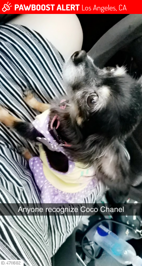 Lost Female Dog in Los Angeles, CA 90032 Named Coco Chanel (ID 4711602