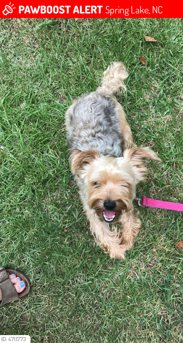 Found/Stray Male Dog in Spring Lake, NC 28390 (ID 4711773) PawBoost