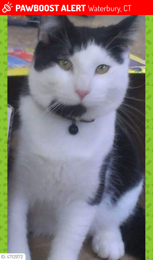 Lost Male Cat in Waterbury, CT 06706 Named Kitty (ID ...