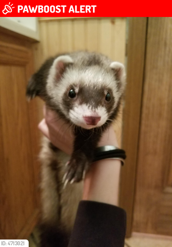 Found/Stray Ferret in Colorado Springs, CO 80922 (ID 4713021) PawBoost
