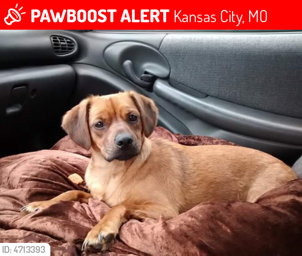 Lost Female Dog in Kansas City, MO 64106 Named Sophia (ID: 4713393