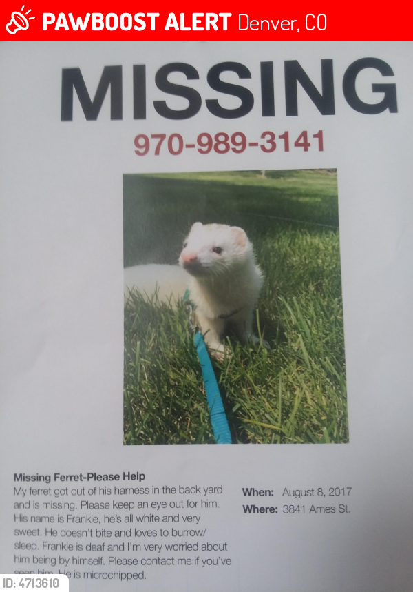 Lost Male Ferret in Denver, CO 80235 Named Frankie (ID ...