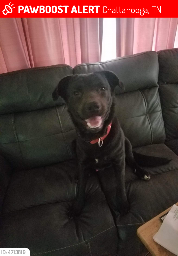 Lost Male Dog in Chattanooga, TN 37411 Named Bear (ID 4713819) PawBoost