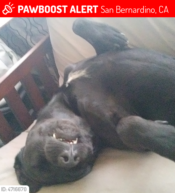 Lost Male Dog in San Bernardino, CA 92410 Named Rocky (ID: 4716670