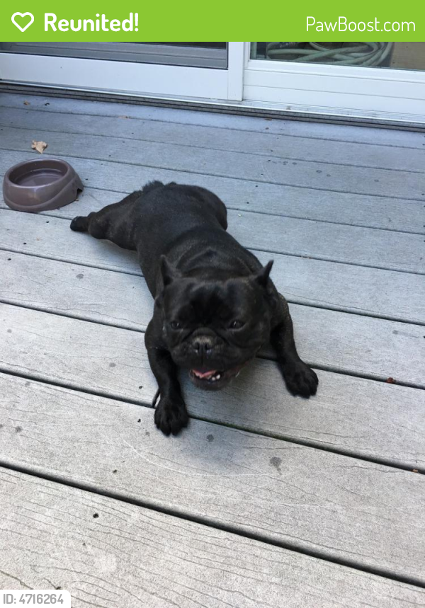 Reunited Female Dog in Grand Rapids, MI 49525 (ID 4716264) PawBoost