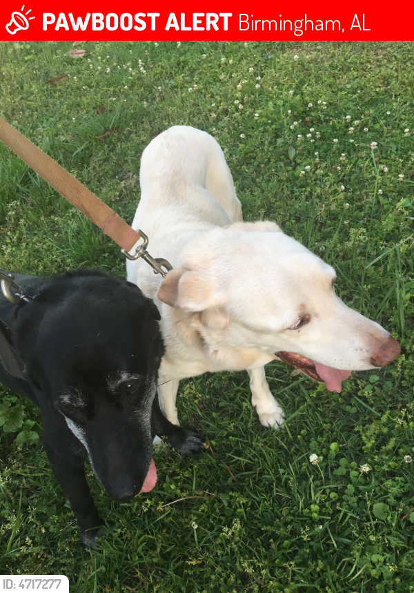 Lost Female Dog in Birmingham, AL 35209 Named Dixie (ID 4717277