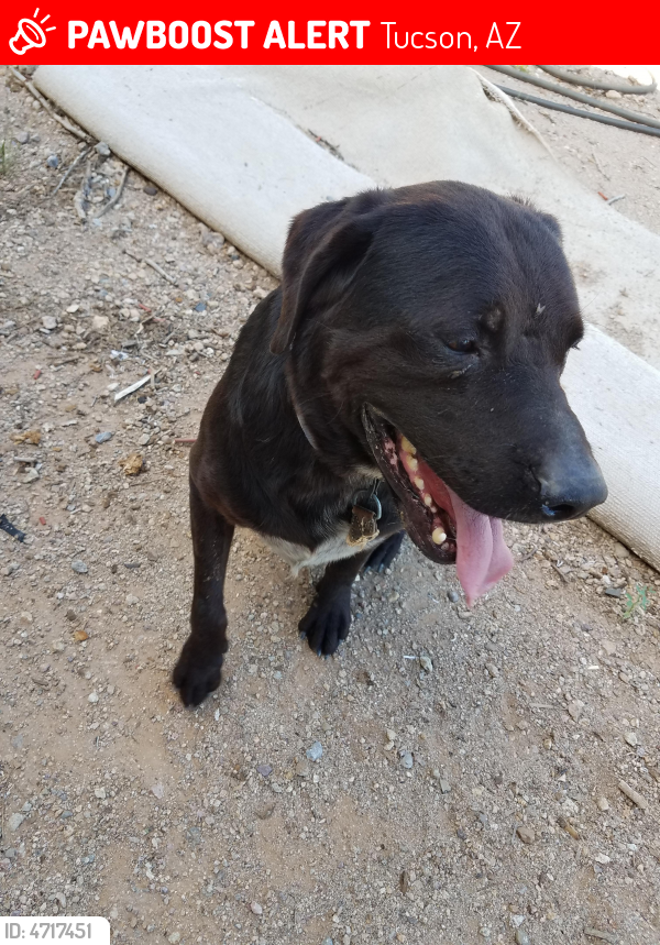 Found/Stray Male Dog in Tucson, AZ 85735 (ID: 4717451 ...