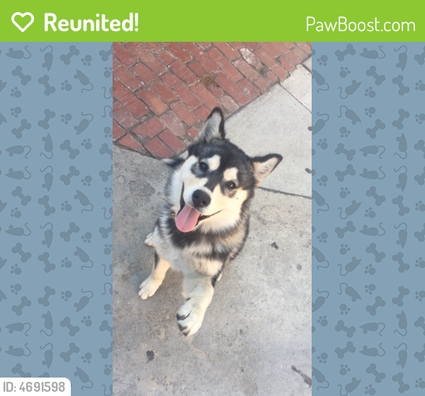 Reunited Female Dog in San Fernando, CA 91340 (ID: 4691598) | PawBoost