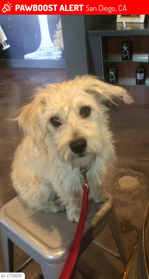 Lost Male Dog in San Diego, CA 92122 Named Pozole (ID 4718616) PawBoost