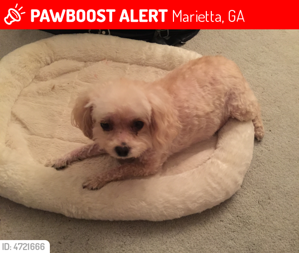 Lost Female Dog in Marietta, GA 30062 Named Lucy (ID: 4721666) | PawBoost